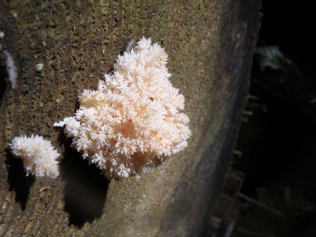 Foresta di Campigna - Funghi da determinare